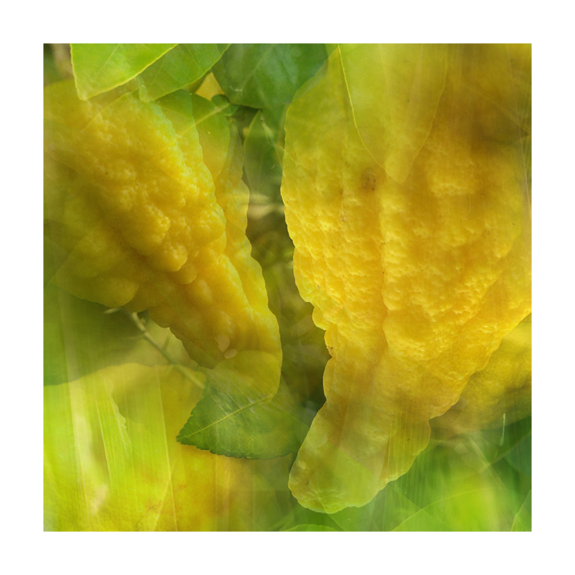 シトロンの画像